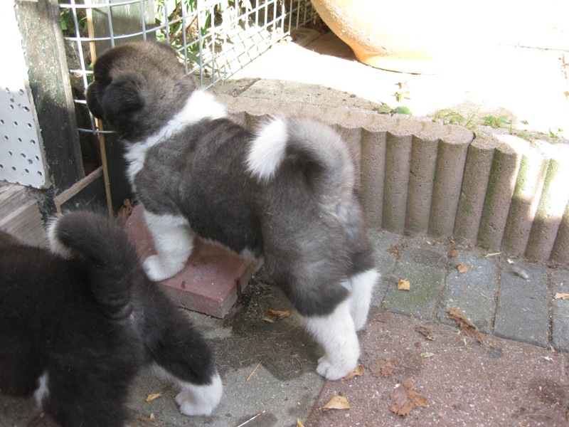 Puppies